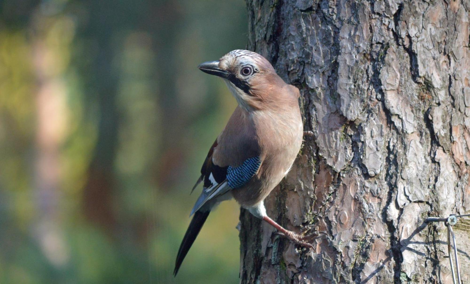 Boshuis Turquoise / Smaakvol Genieten Op De Veluwe Hoenderloo Exterior foto