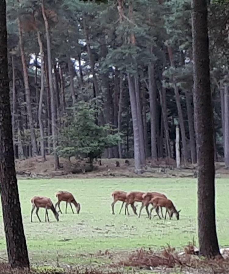 Boshuis Turquoise / Smaakvol Genieten Op De Veluwe Hoenderloo Exterior foto